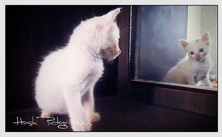 Cat In Mirror